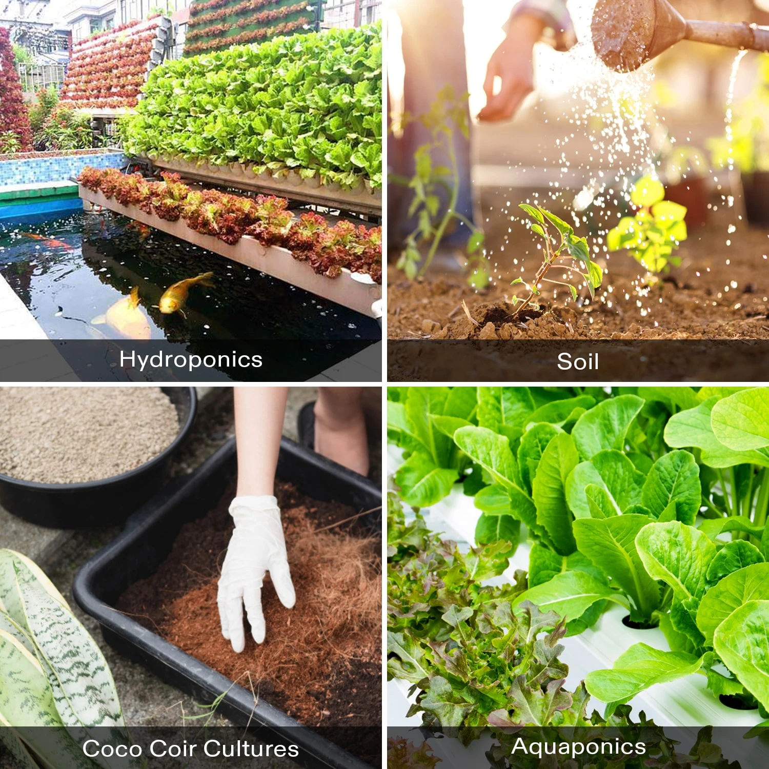 Nutrients Base A & B Bundle, Liquid Fertilizer Supports Vegetative And Flowering Stage 7 Nutrients Base A & B Bundle, Liquid Fertilizer Supports Vegetative And Flowering Stage - Image 7